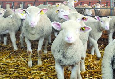 A partir du 1er janvier 2017, les détenteurs de mouton devront identifier électroniquement tous les animaux des cheptels nés avant le 1er juillet 2010.