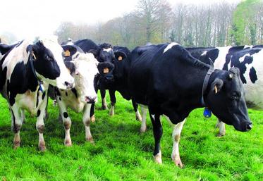 La prime à la vache laitière sera de l’ordre de 30 à 35 euros.