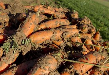 Recolte de carottes bio.