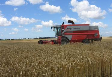 La maturité des blés est là, reste à attendre des conditions climatiques plus propices pour entrer vraiment dans le vif 
de la moisson.