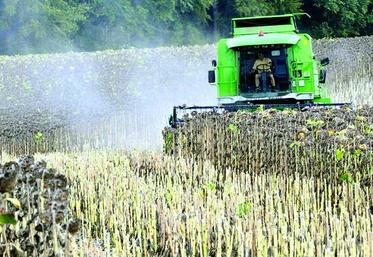 Les parcelles qui pourront être récoltées en septembre bénéficieront théoriquement de créneaux de récolte plus confortables, car l’humidité des graines baisse au cours de la journée.
