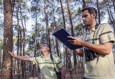 Bercy considérerait que le travail réalisé par les équipes de l’ONF coûterait trop cher, d'où une tentation d'en confier une partie à des prestataires privés.