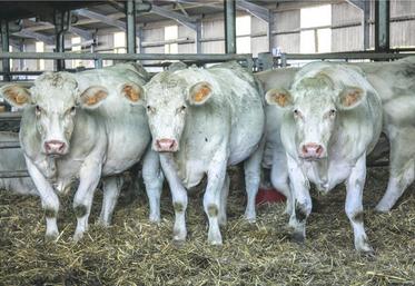 Si la filière viande bovine est parvenue à établir des indicateurs de coût de production, elle reste prudente 
avant de les diffuser.
