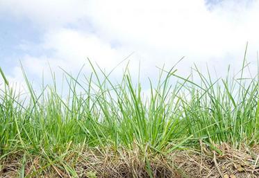 «Rénover sa prairie, c’est bien, mais pérenniser la rénovation, c’est mieux ! L’herbe se cultive», prévient Claire Leroy, de la CA80.