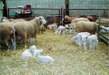 Le lien entre le poids à la naissance des agneaux et leur taux de survie est prépondérant.