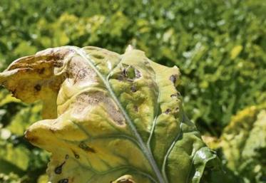 La culture de betteraves dispose d'une dérogation de trois ans pour l'utilisation des NNI.