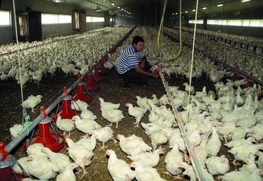 Les prochaines échéances devraient inciter les opérateurs à réfléchir au modèle de filière et à la structuration permettant de reconquérir le marché national et batailler pour l’export.