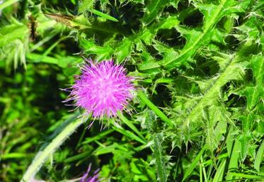 Si cela s’avère nécessaire, le Conseil général interviendra 
par un désherbage chimique ou thermique pour éliminer les chardons.