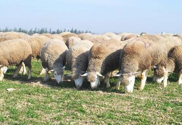 Les brebis ont été mises sur la parcelle expérimentale le 21 février.