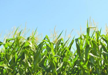 Précocité, rendement, résistance à la verse, valeur énergétique : les critères pour fonder ses choix.