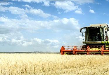 Globalement, les premiers rendements calculés affichent un retrait de 5 qx/ha par rapport à l’année précédente.