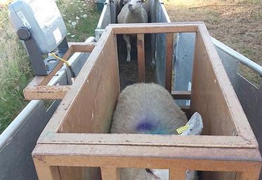 Les agnelles de faible poids ne rattrapent pas leur retard.