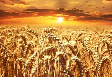 La superficie consacrée aux céréales devrait augmenter  d'ici 2030 pour atteindre 55,6 milliards d'hectares.