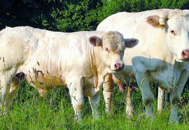 Romaine, la mère de Cluedo, est très laitière avec de la taille, du volume et une belle ligne de dos.