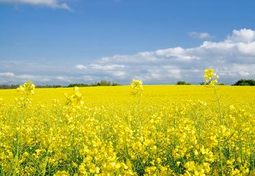 En France, la tonne de colza de la récolte 2020 s’échange à 552 E alors  que la prochaine récolte 2021, qui s’annonce très faible en volume,  affiche déjà 500 €. 