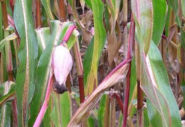 Dégâts sur tige : casse des tiges et chute d’épis.