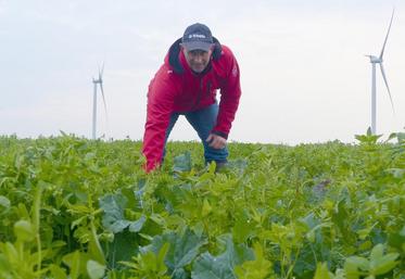 Christophe Bachelet, polyculteur éleveur à Croisette (62), et membre du GIEE du Geda du Ternois, a testé l’association 
de trèfle et de vesce avec le colza. Résultat : une économie de 30 unités d’azote.
