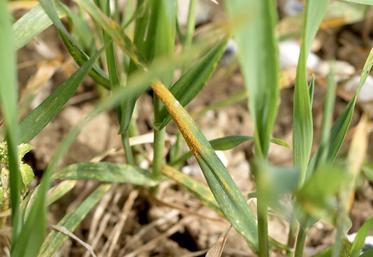 La septoriose est particulièrement à surveiller.