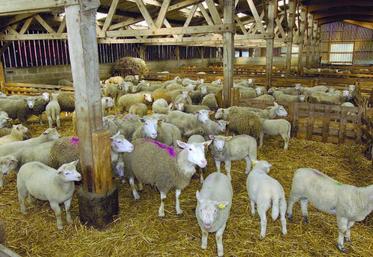 L'agneau se présente comme une diversification intéressante pour les exploitations d'élevage ou céréalières. Complément de revenu, parfaite
complémentarité en termes de travail et interactions entre les deux productions forment un trio gagnant.