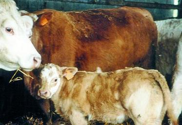 Les références vaches allaitantes 2013 au titre des aides bovines allaitantes (ABA) 2015 ont été supprimées.