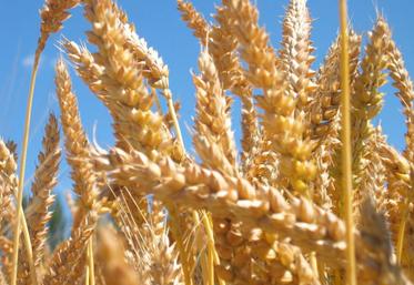 La compétitivité renforcée du blé français est illustrée par les achats récents de l’Egypte, via son organisme public, le Gasc, à hauteur de 480 000 t.