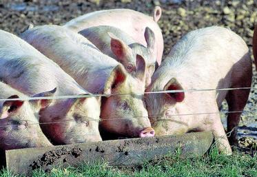 En 2015, les ventes de porcs ont plus que doublé (de 432 millions d’euros à 934 millions d’euros) à destination de la Chine.