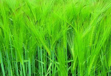 La production de malt est le débouché quasi-exclusif des orges de printemps. Il faut donc choisir les variétés pour lesquelles les organismes de collecte locaux ont un marché.