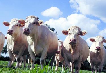 L’élevage allaitant est une véritable source de valeur ajoutée à condition d’y apporter de la technicité.