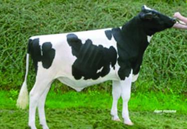 Fison PP: le premier taureau homozygote sans cornes mis en marché par la coopérative.