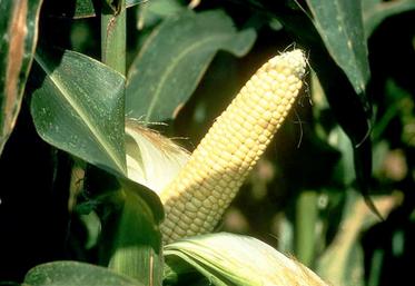 Cette année, la fourchette de prix est de 160 à 170 €/t brut.