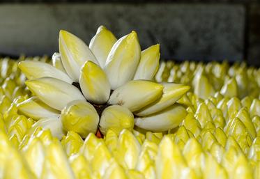 Cette année, la production, d’endives est supérieure à la demande.