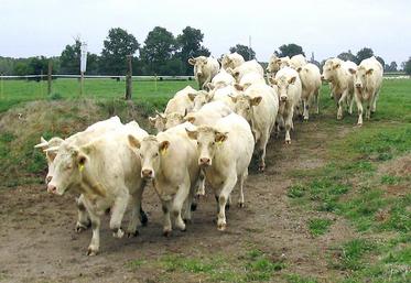 Attendre le dernier moment pour rentrer les génisses, c’est prendre le risque d’un premier vêlage en prairie, sans surveillance, et d’une mortalité accrue.