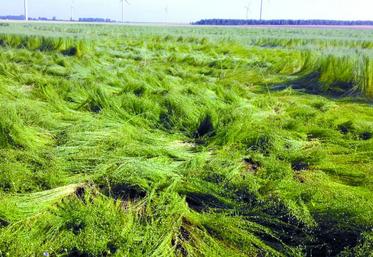 Les parcelles les plus tourbillonnées auront du mal à se relever.