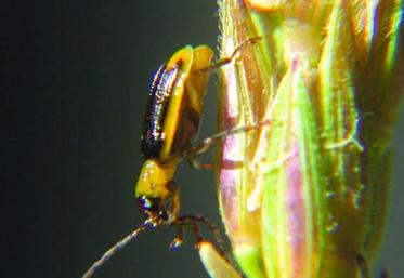 La lutte contre la chrysomèle du maïs aura été une contrainte lourde pour les zones de production concernées, notamment dès lors que la rotation n’était.
