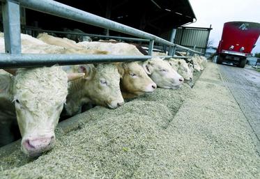 Dans la filière «Jeunes Bovins»,  les projets peuvent rapidement êtres conduits avec les mécanismes de soutien de la coopérative.