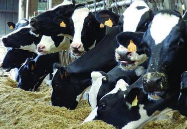 Une vache sur quatre peut être atteinte d’acétonémie.