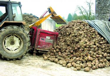 Cette année les betteraves fourragères assurent une production d’environ 19 000 UFL/ha.