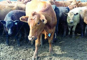 Les secteurs des viandes sont les plus inquiets de l’application de ce traité.