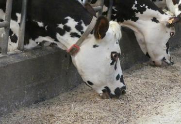 L’investissement représente en moyenne 10 000 E pour un troupeau de cent vaches. Le gain sur la reproduction serait de 3 000 € par an, et le retour sur investissement atteint au bout de trois ou quatre ans.