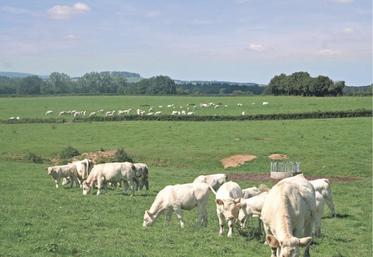 La Commission européenne tente d’apporter des garanties à des députés européens qui se sont saisis des difficultés de l’élevage bovin.