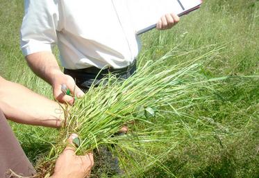 Relever la présence d’espèces dans une poignée et utiliser la fiche diagnostic proposée par le Gnis.