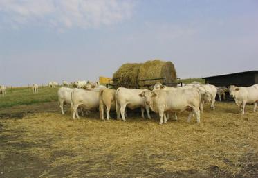 Non seulement la sécheresse occasionne un manque d’herbe immédiat, mais en plus, un surpâturage sera préjudiciable 
à la productivité de l’année qui suivra.