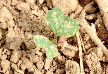 Colza altise dégâts.