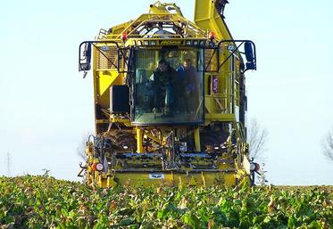 Saint Louis Sucre et Tereos paieront des indemnités aux planteurs volontaires pour arracher leurs betteraves plus tôt et les livrer à leurs sucreries.