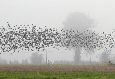 Le Conseil national de la chasse et de la faune sauvage a retiré l'étourneau sansonnet de la liste des nuisibles estimant que les arguments pour justifier son classement sont insuffisants.