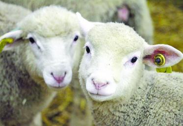 57 % de la viande ovine est importée.