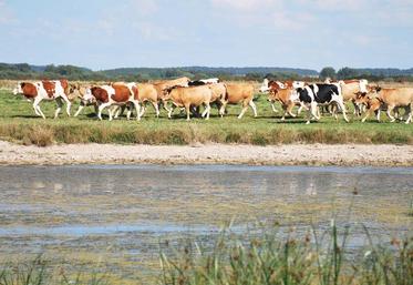 443 exploitations sont installées en zones humides, en plaine maritime picarde et en moyenne vallée de la Somme. Parmi elles, une majorité d’élevages.