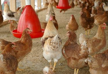 La décision de la Commission européenne sur la réautorisation des farines animales pour certaines espèces continue  de faire débat. 