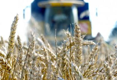 Jean-François Florin, directeur de Sana Terra : «Avec 80 de PS (poids spécifique) et 12,4 % de protéines, la qualité du blé est exceptionnelle. Nous n’avons jamais connu cela encore.»