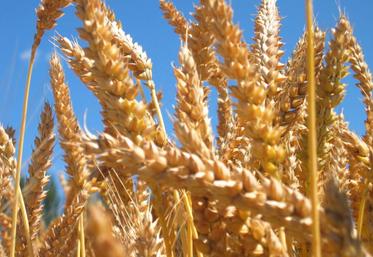 Si les volumes de blé tendre français risquent de rester faibles, les exportations en valeur pourraient bondir de 11 %, passant de 2,85 milliards d’euros à 3,2 milliards d’euros.